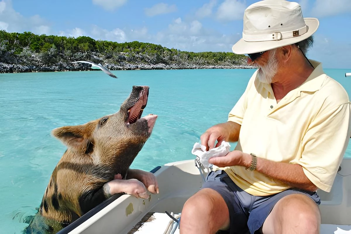 Floating pigs in the Bahamas. Pig Island.