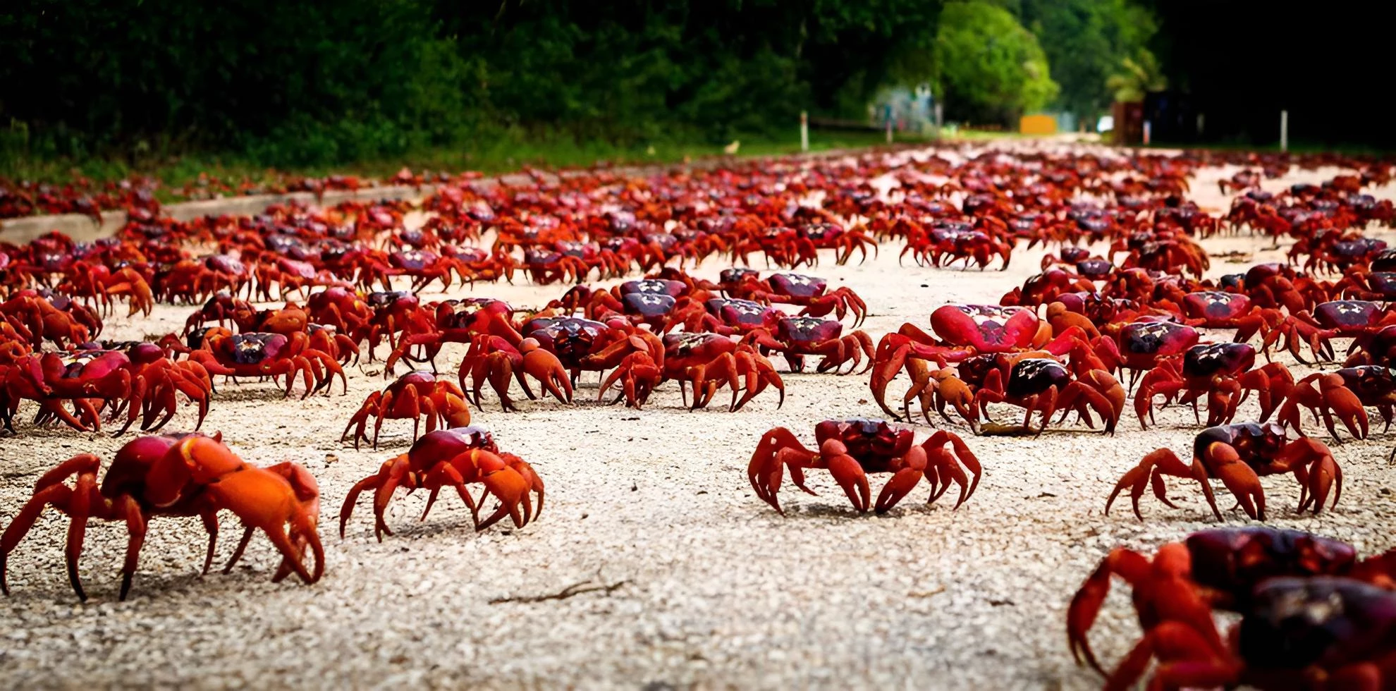 Migration of Red Crabs